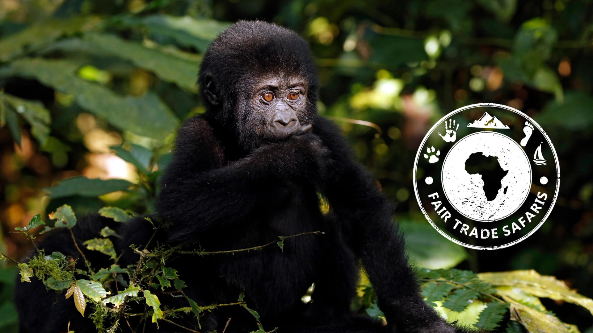 Young gorilla sitting among lush green forest foliage, with the Fair Trade Safaris logo displayed on the right.