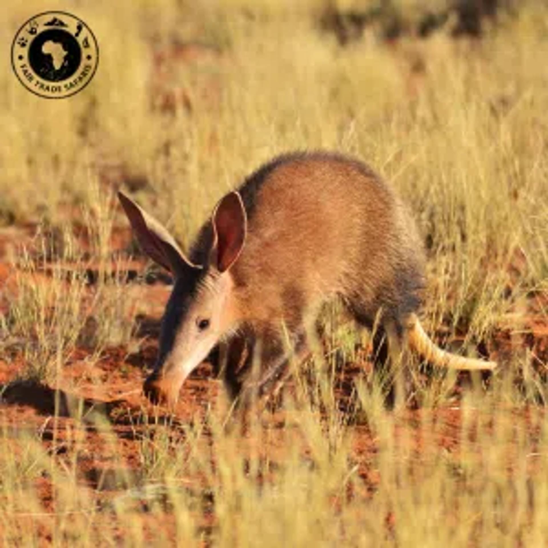 Aardvark