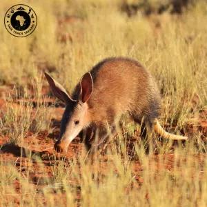Aardvark