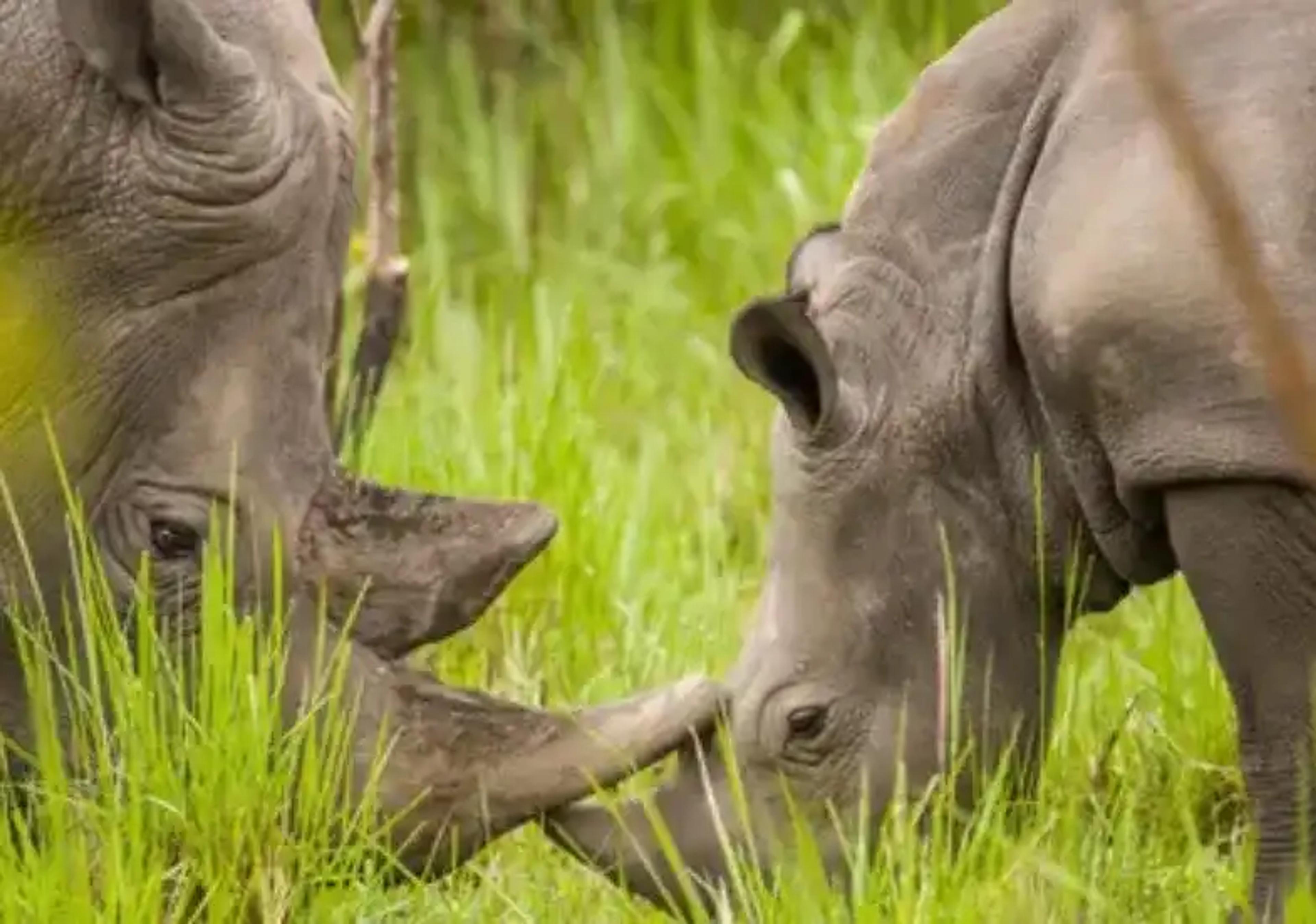 Two white rhinos facing each other, touching horns in a grassy green savanna in Kenya