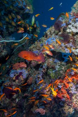 Colorful tropical fish swimming around coral reef in clear waters off the coast of Zanzibar