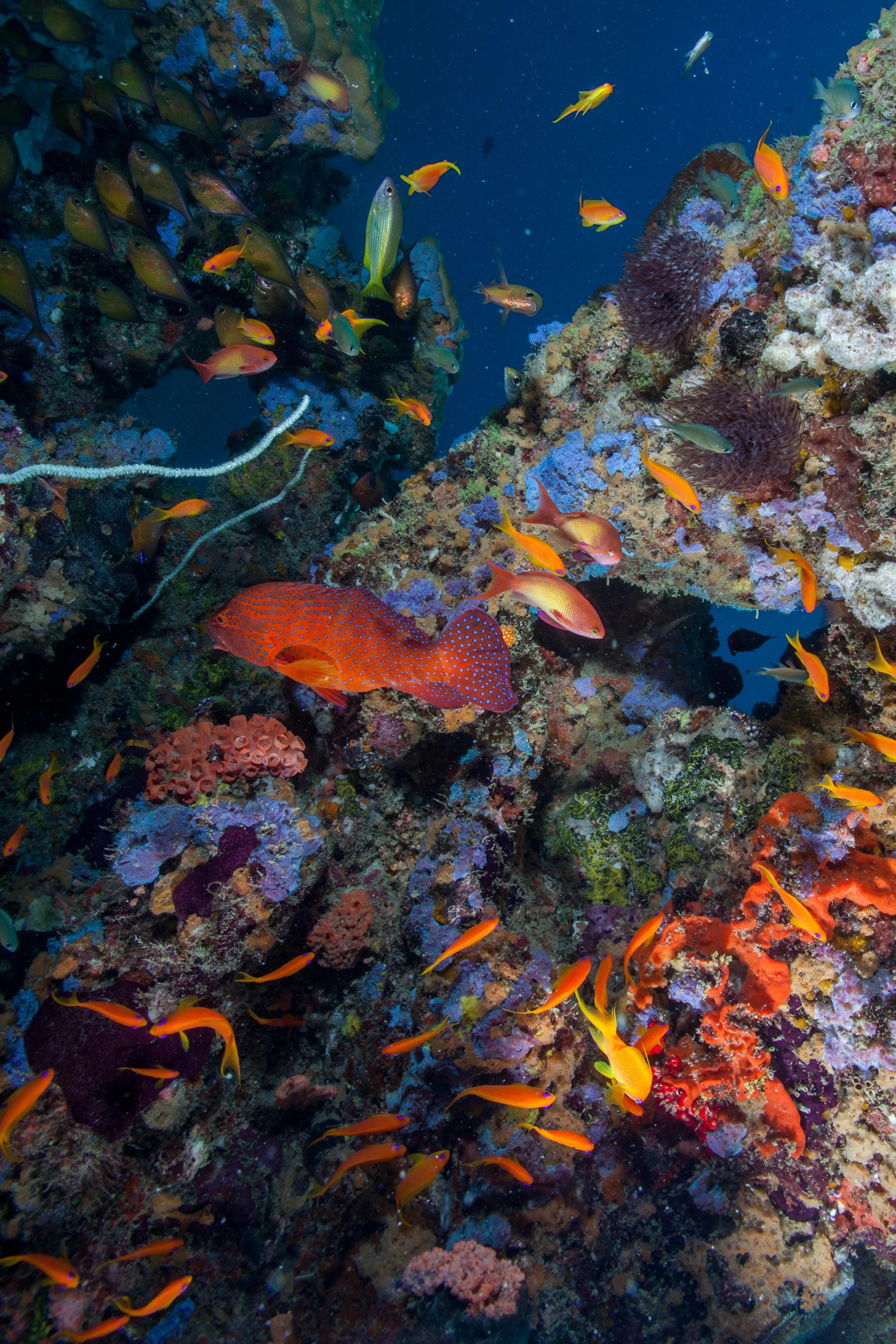 Colorful tropical fish swimming around coral reef in clear waters off the coast of Zanzibar