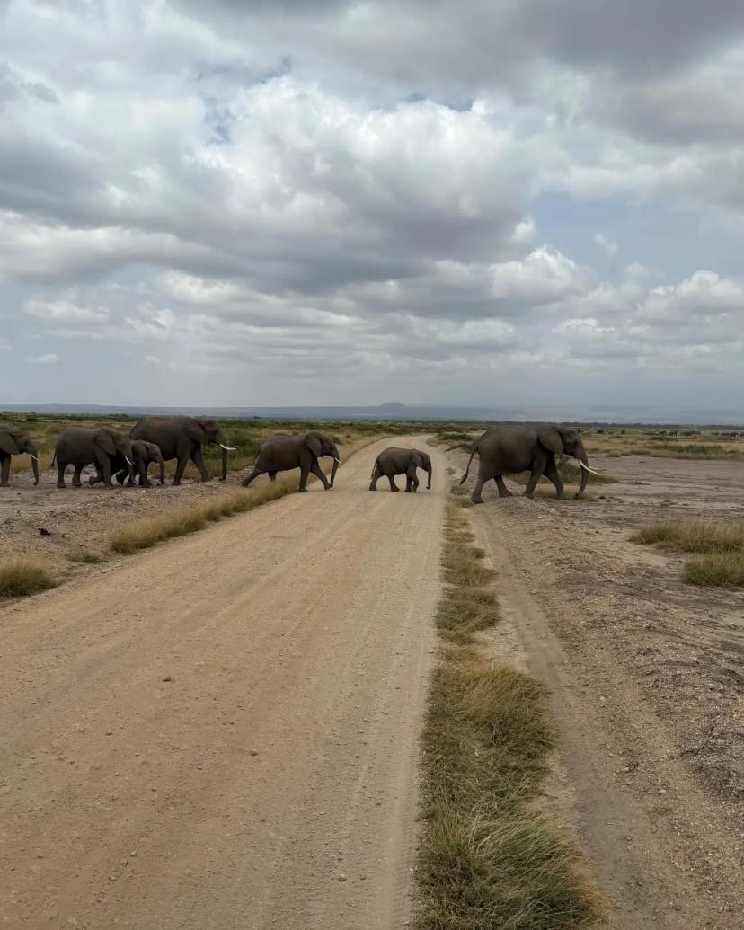 Elephant herd