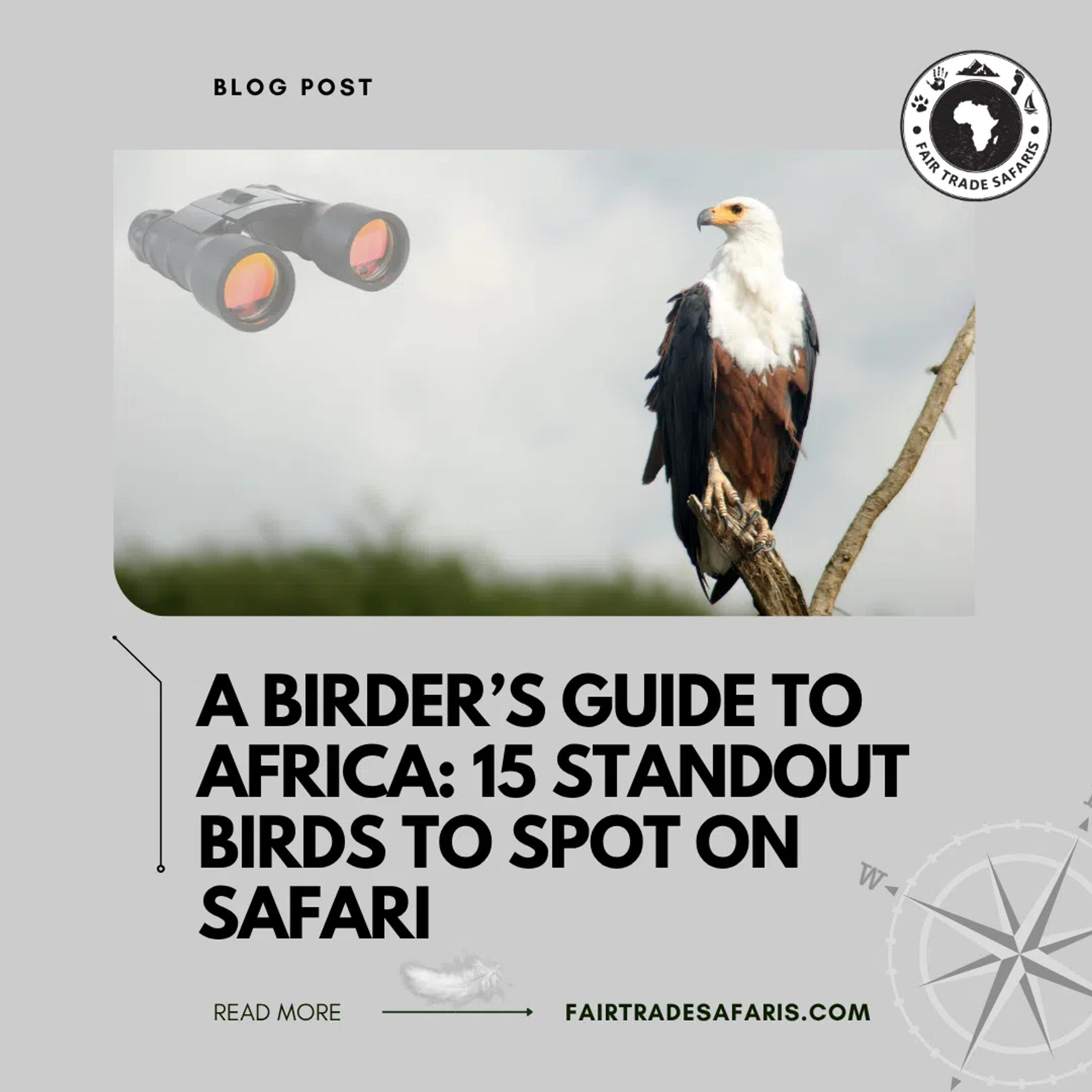 Blog graphic showing an African fish eagle perched on a branch for “A Birder’s Guide to Africa” safari blog