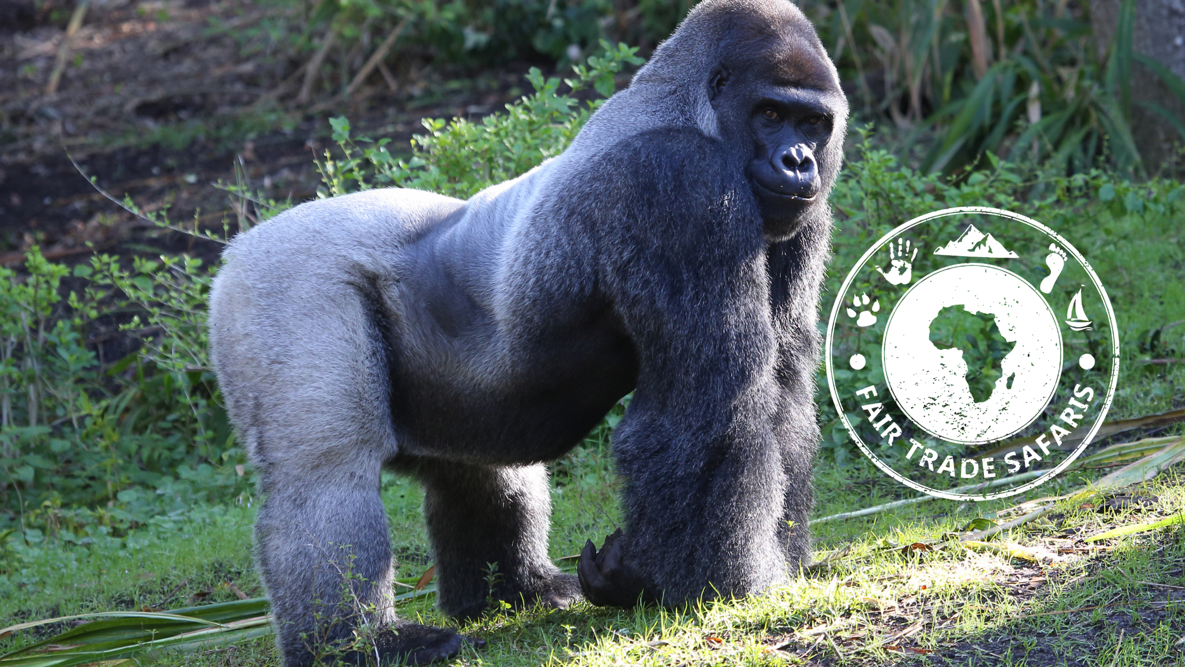 Silverback Gorilla