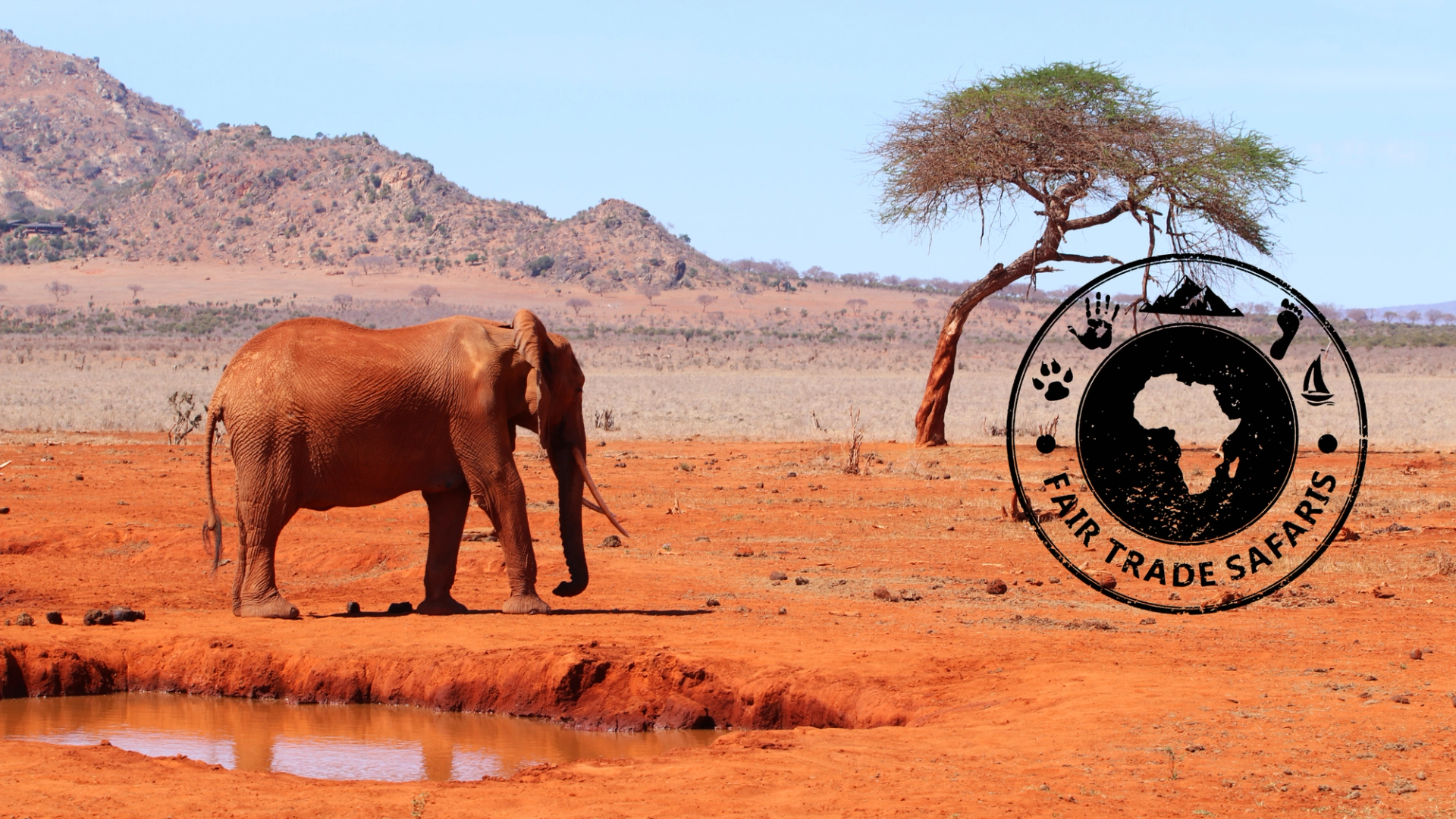 Elephant standing near a small watering hole in a dry, red desert landscape with rocky hills and a lone acacia tree, featuring the Fair Trade Safaris logo on the right.