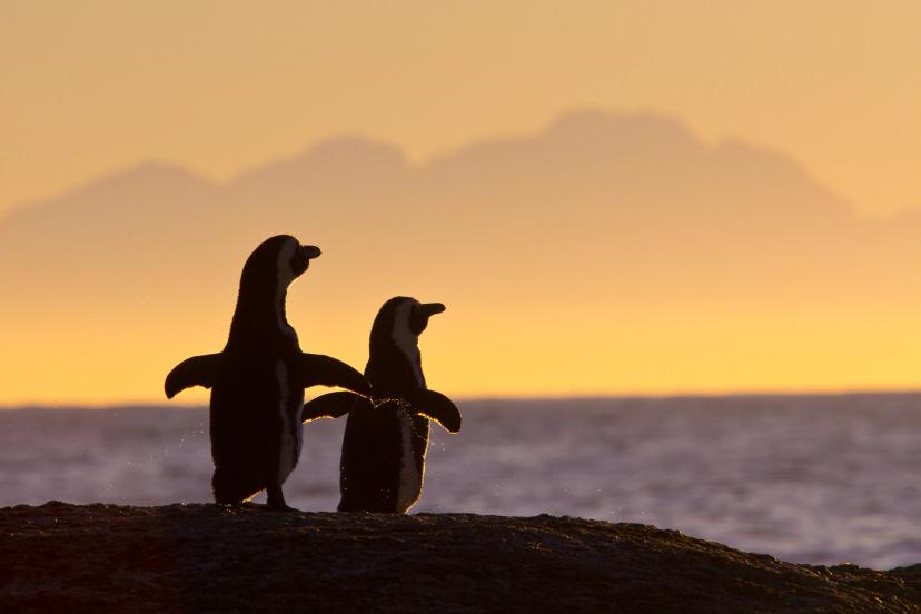 Penguin pair cape town