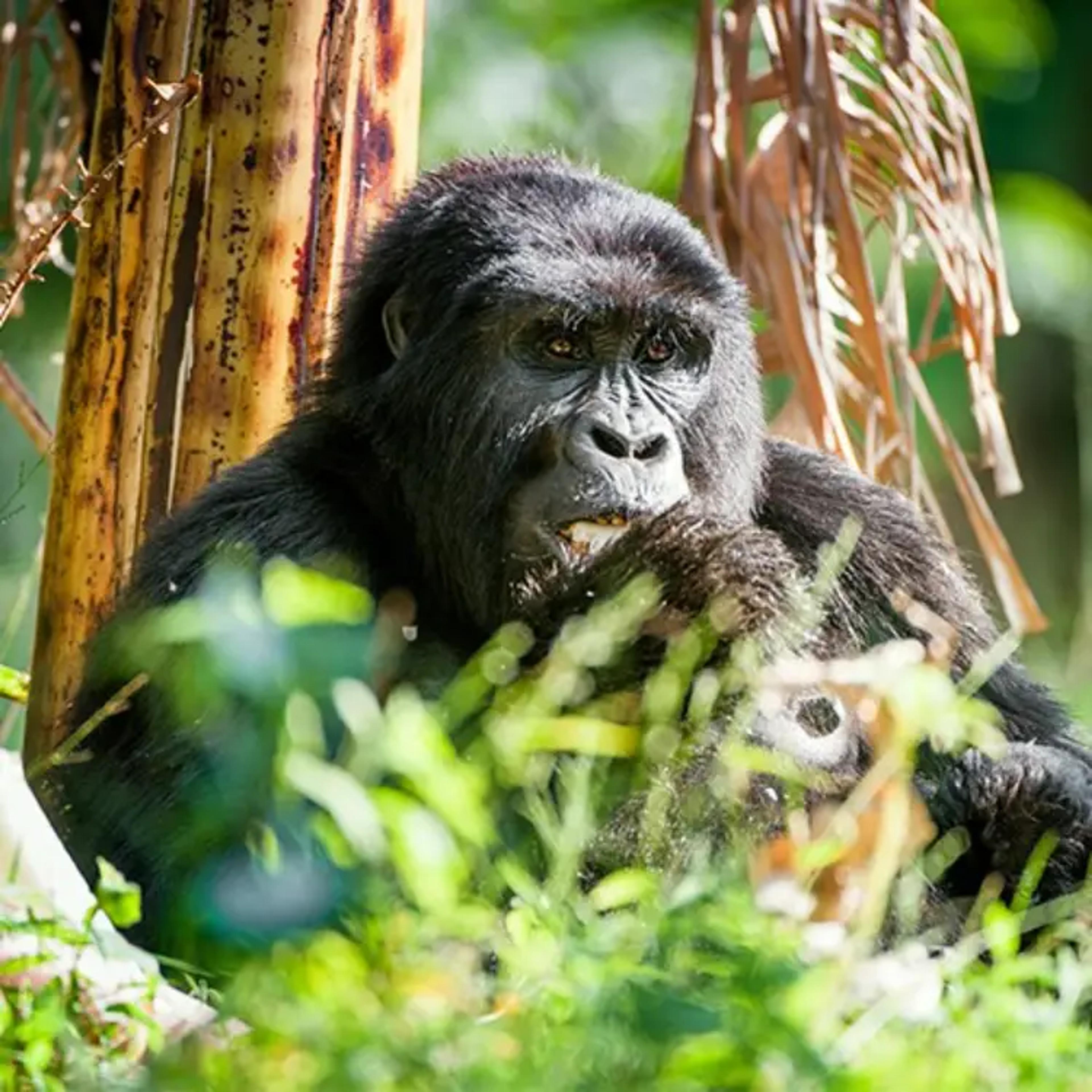 Gorilla in the wild