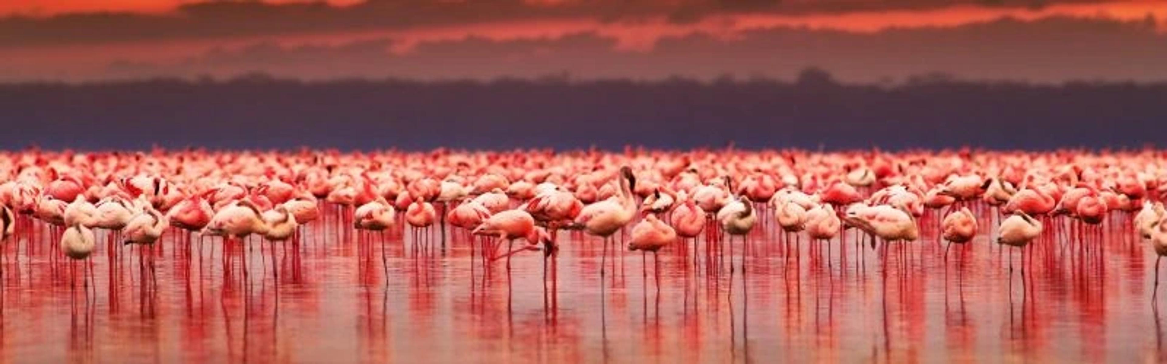 Flamingos at Sunset