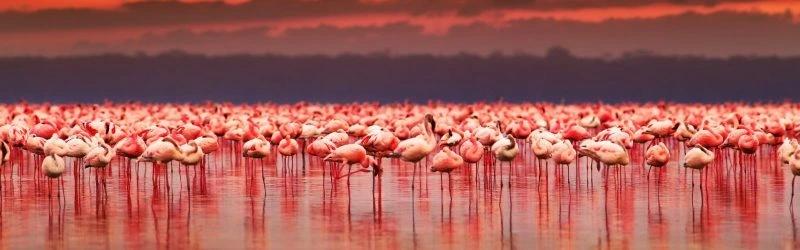 Flamingos at Sunset