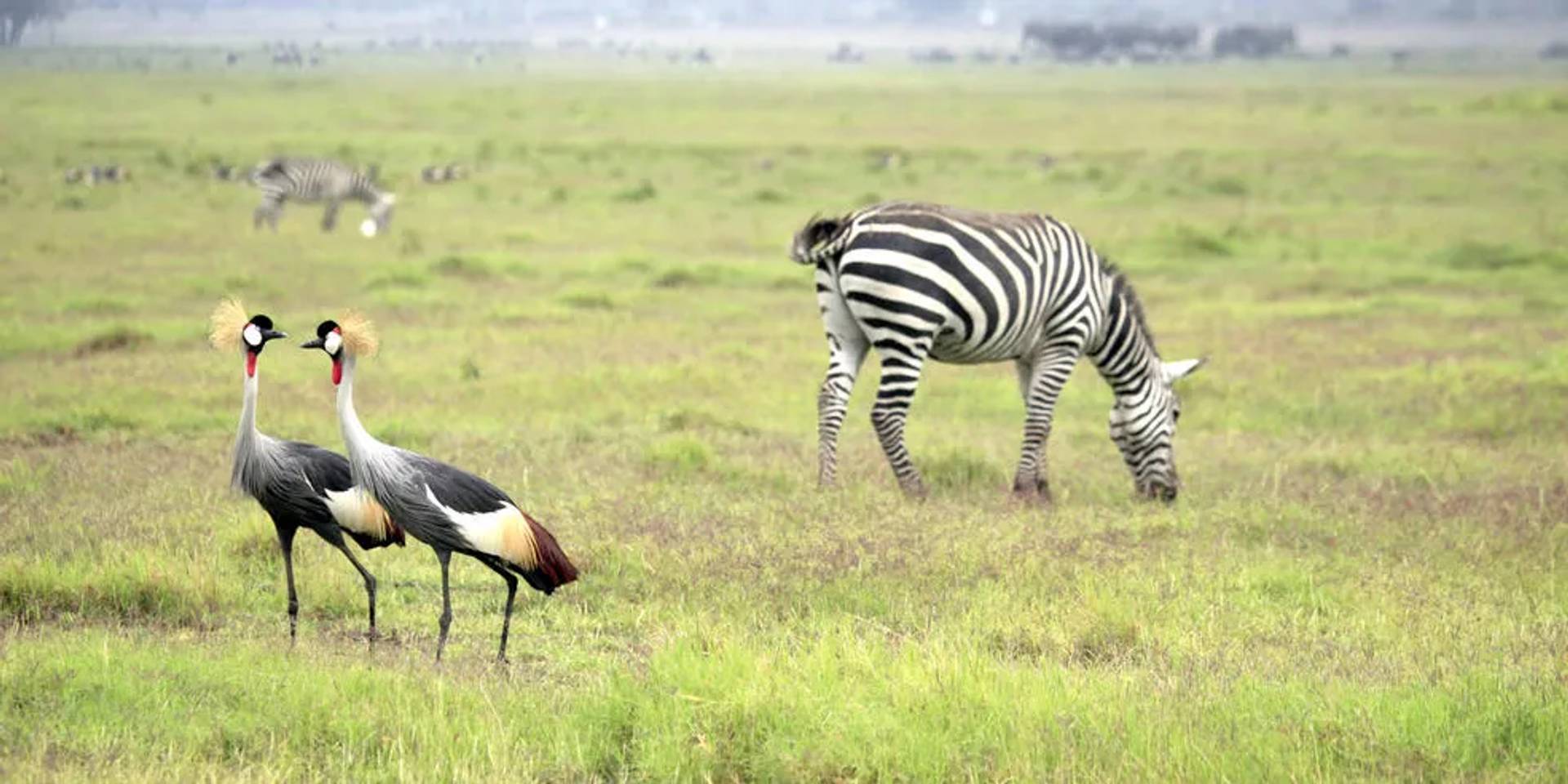 Grey crowned cranes and zebras in the grassy plains of Amboseli, Kenya