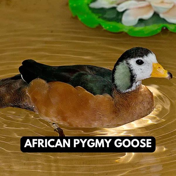 African Pygmy Goose