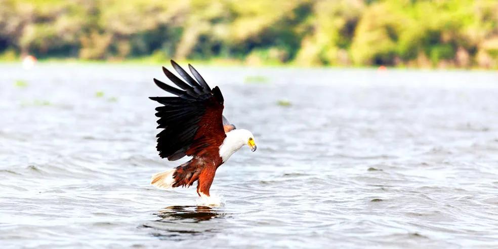 African fish eagle swooping down to catch prey on a lake surface, with blurred green background