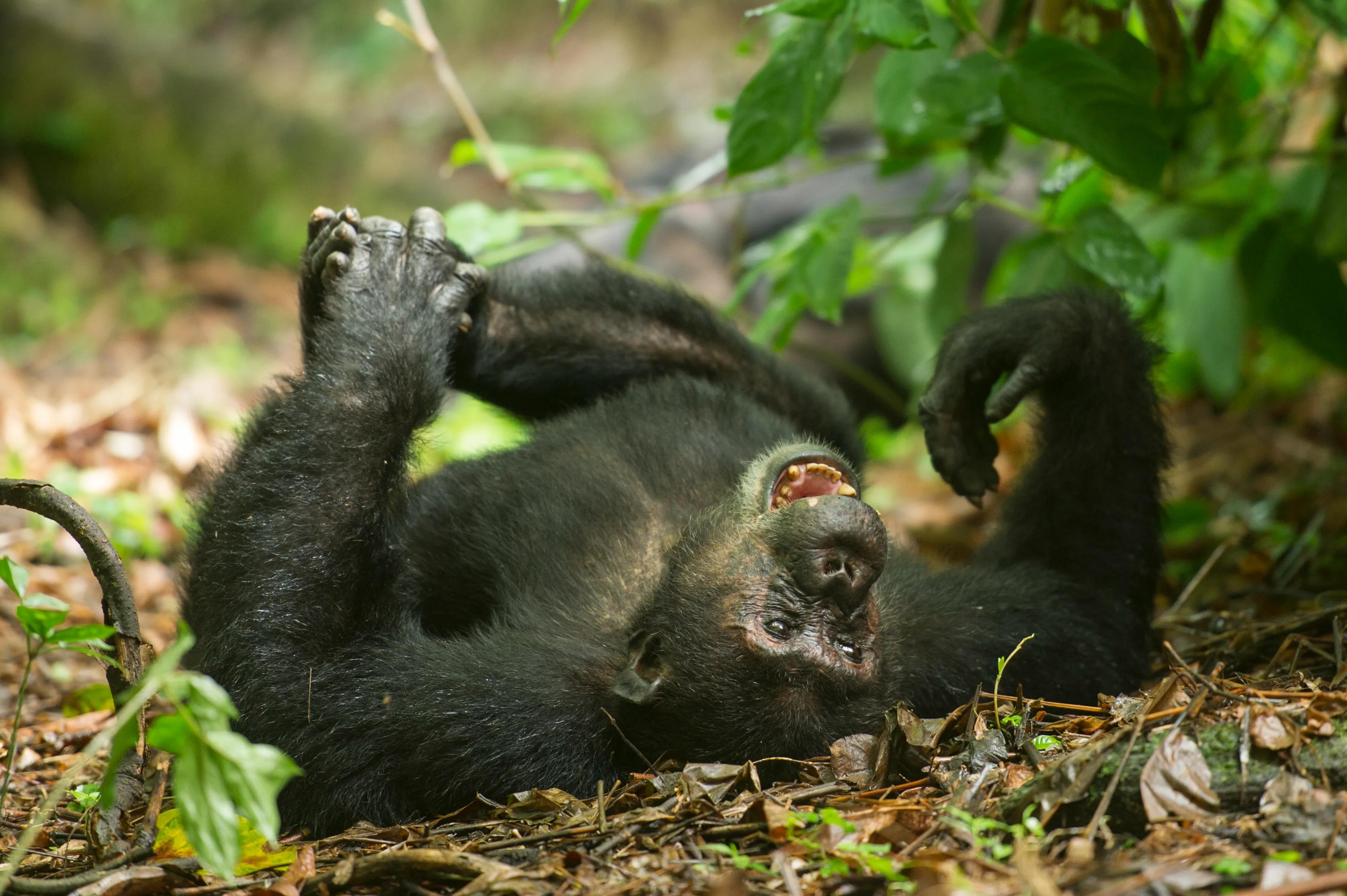 Tanzania