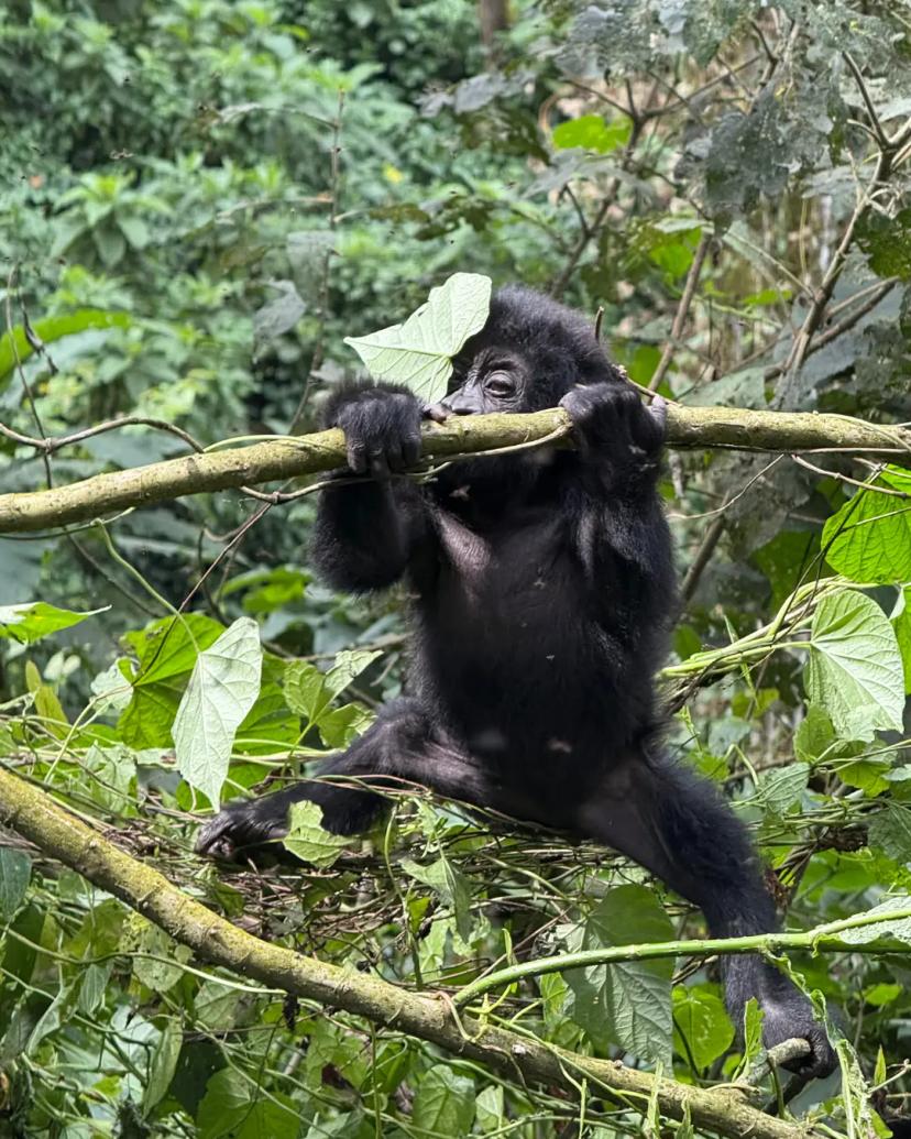 Baby Gorilla