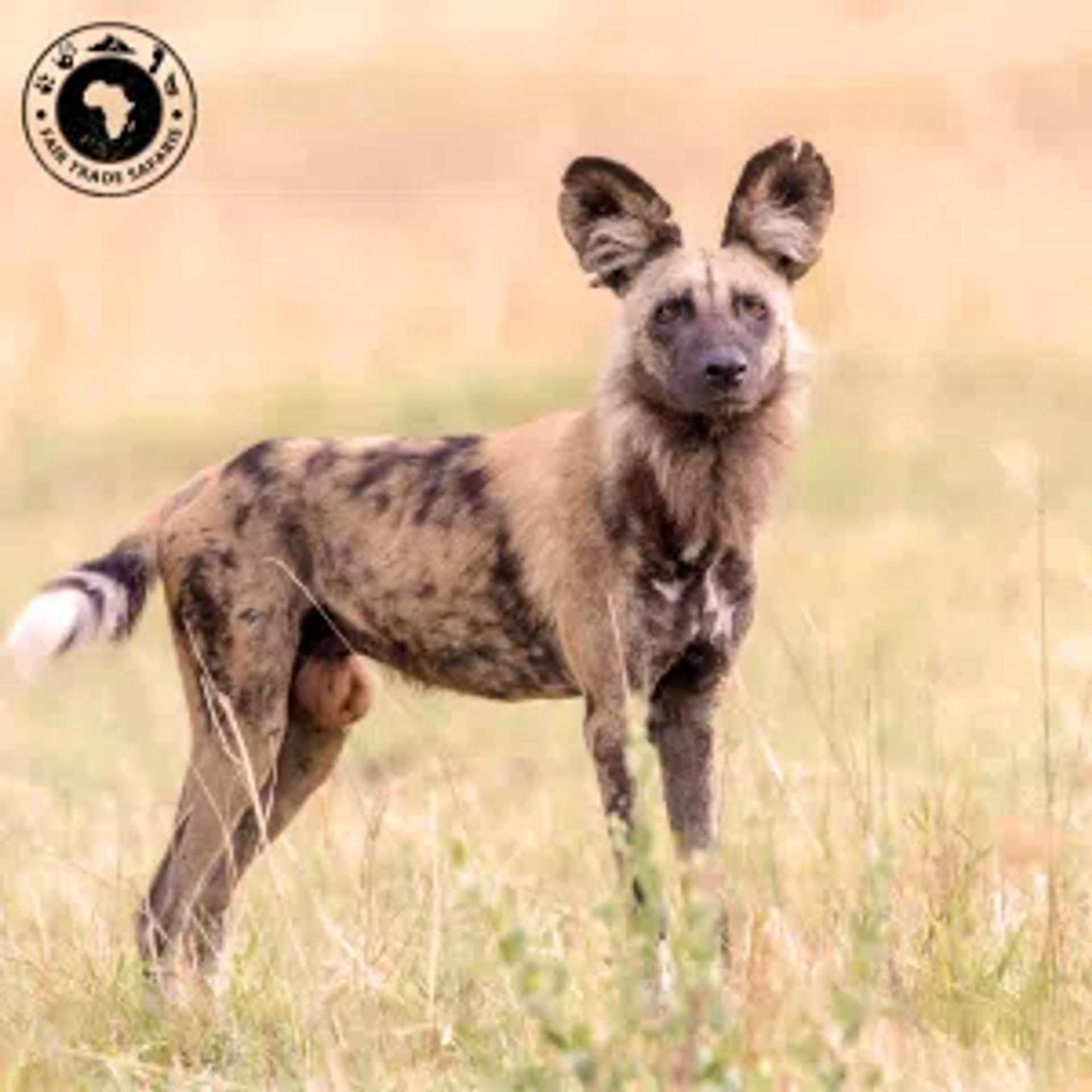 Wild African Dog