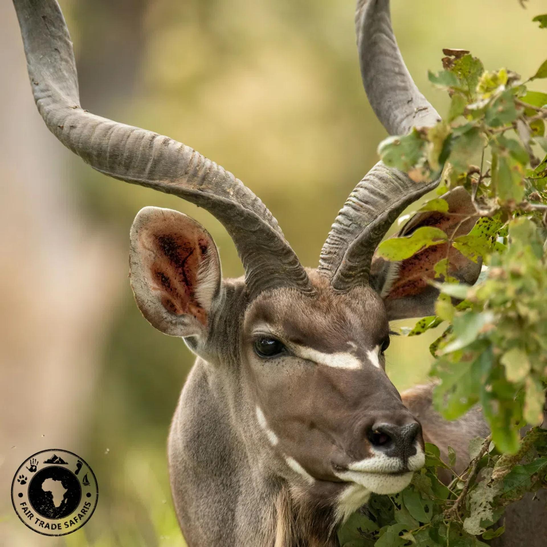Spiral-Horned Antelopes