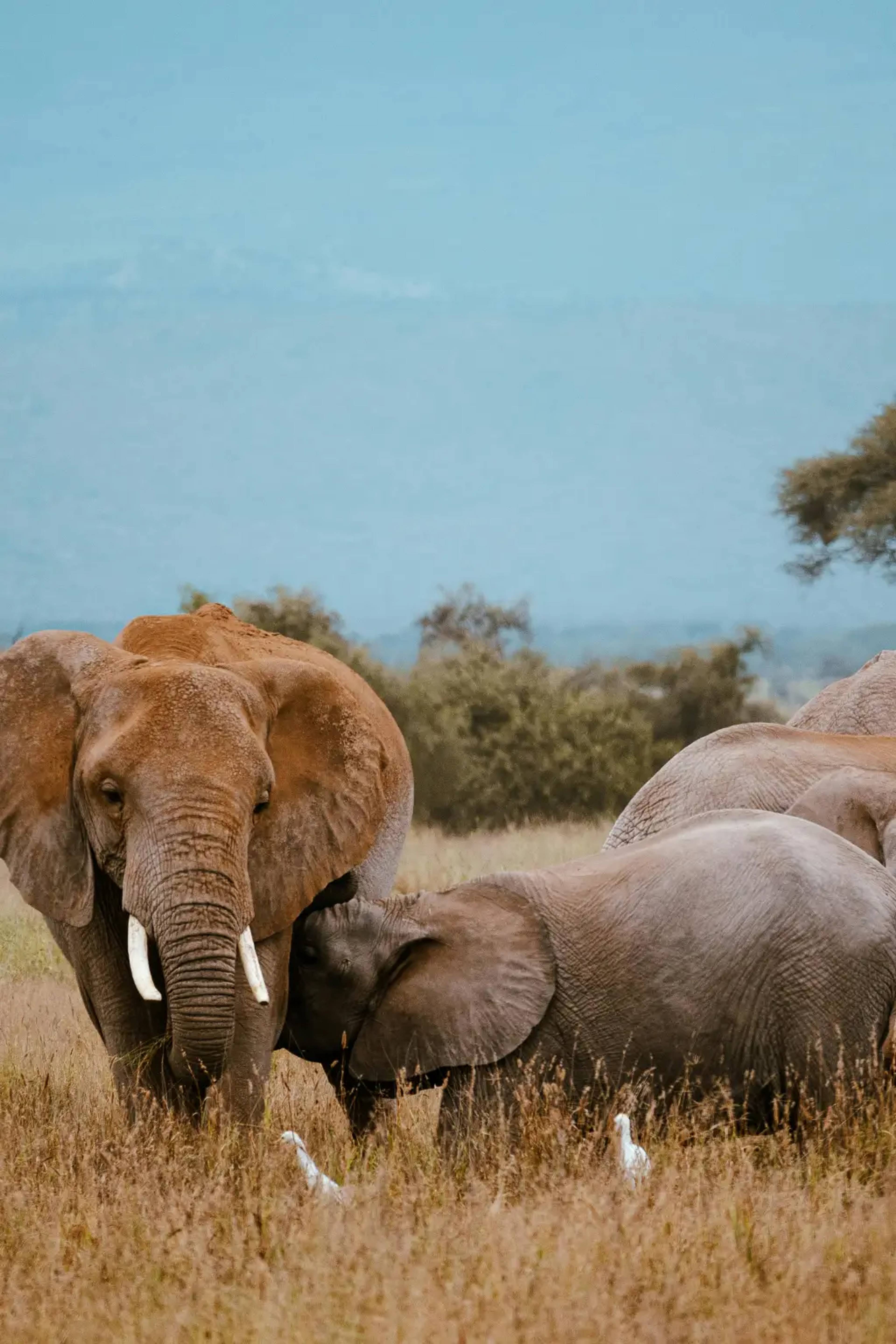 Elephant