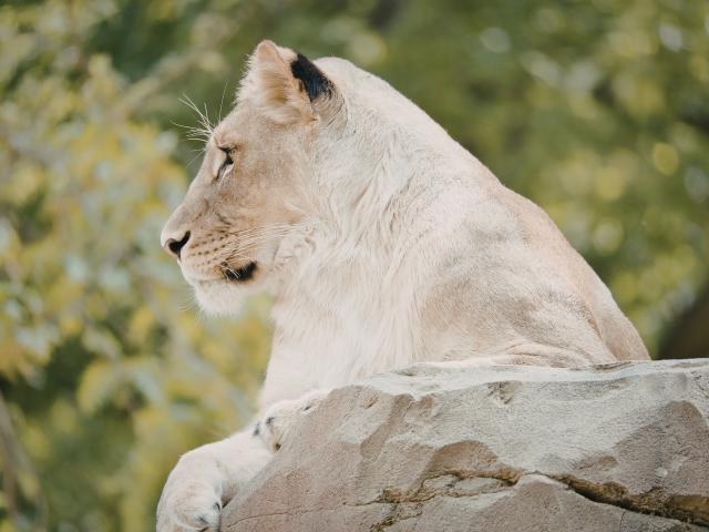 White Lion on Rock