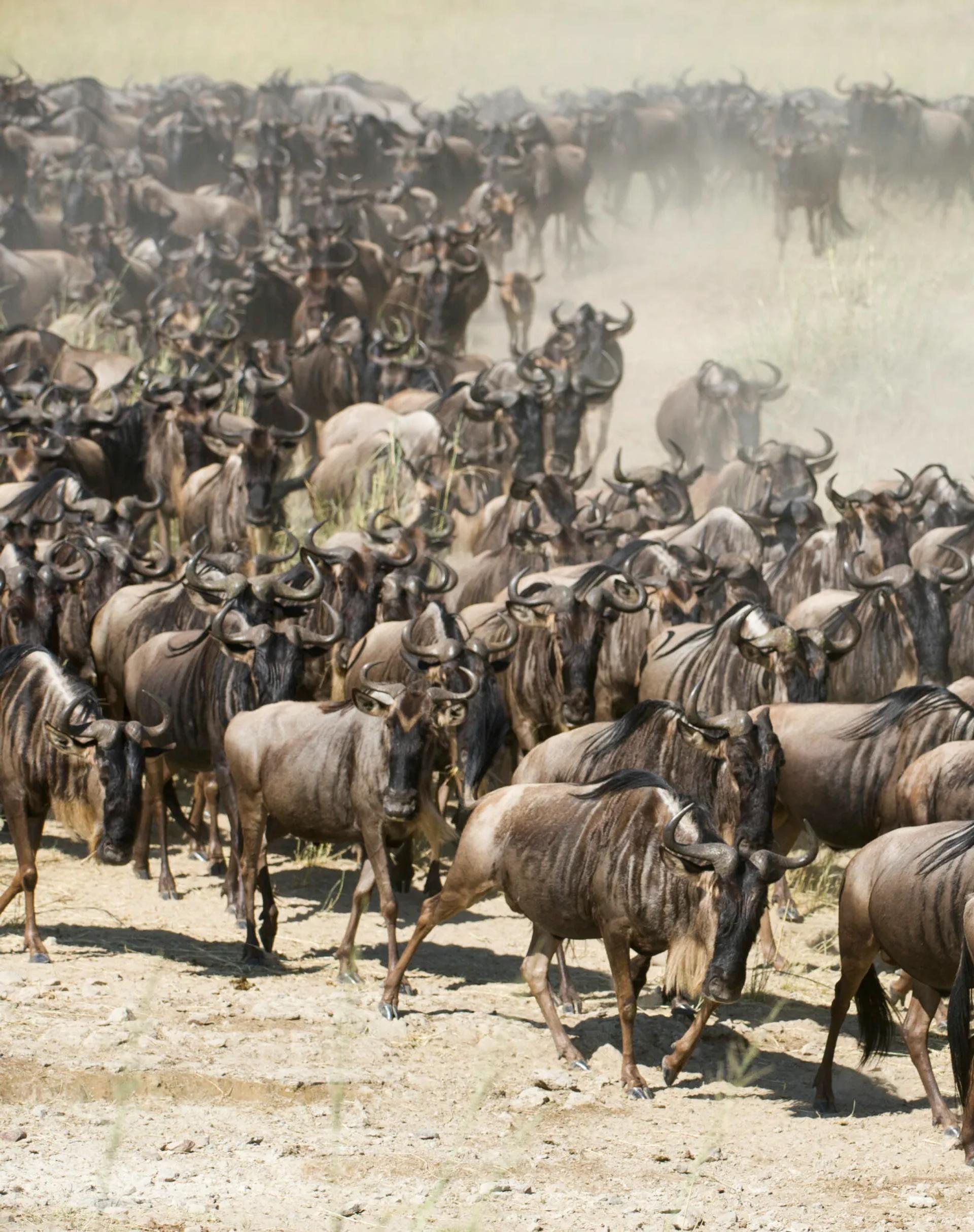 Migration