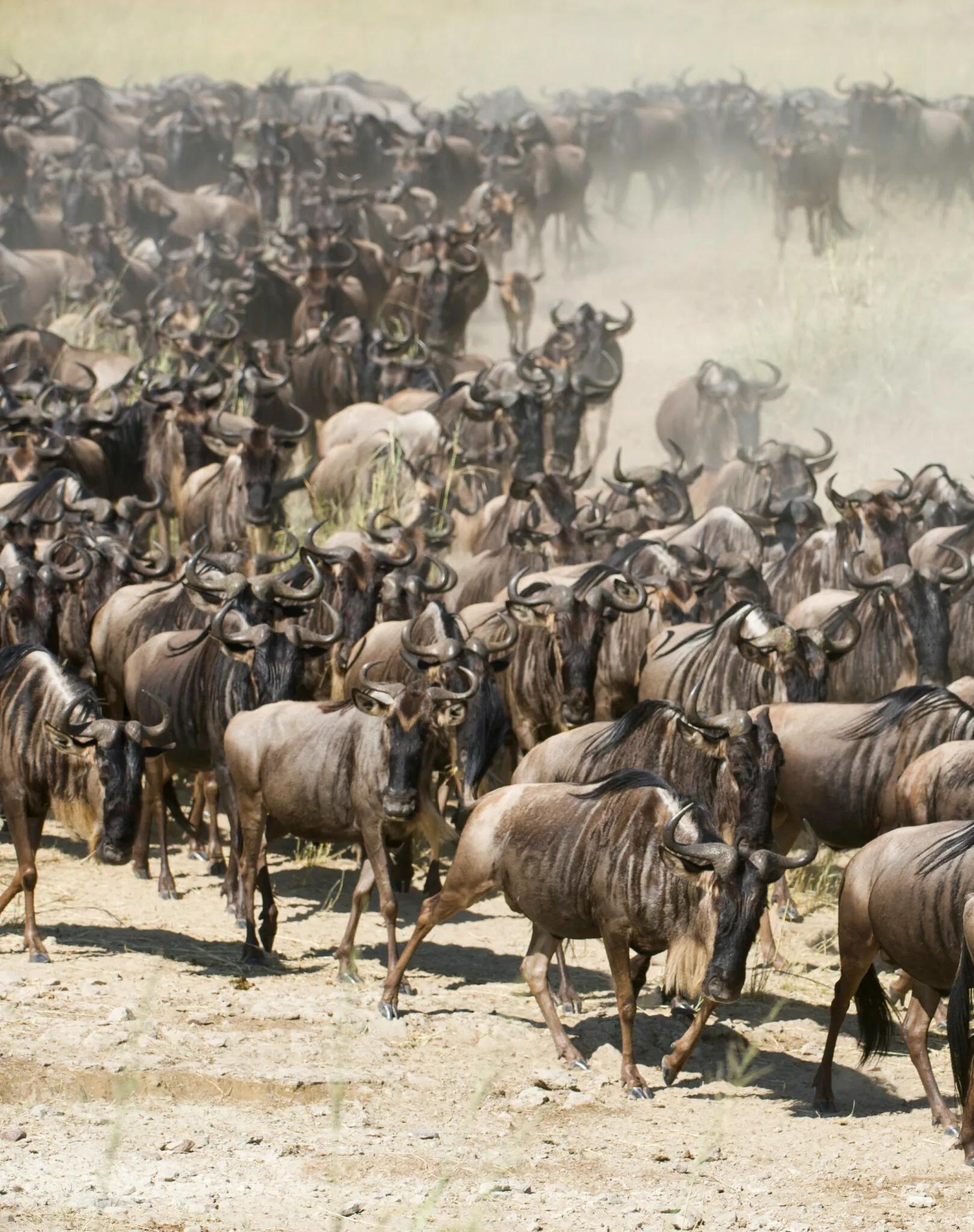 Migration