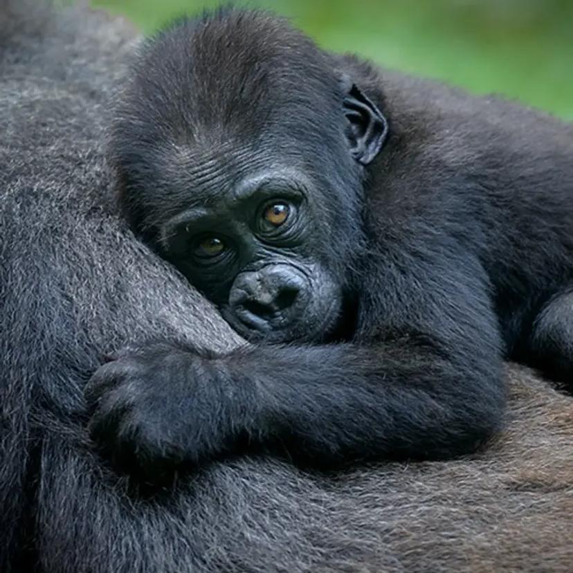 Baby Gorilla