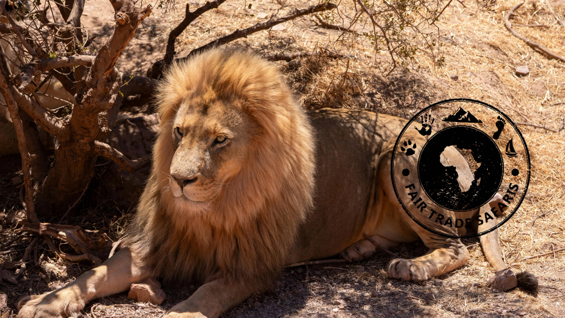 Male lion resting in the shade on dry savanna ground, with the Fair Trade Safaris logo displayed on the right.