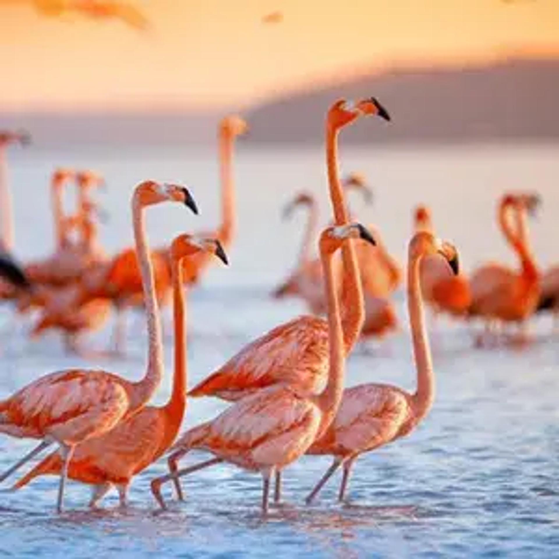 Flamingo