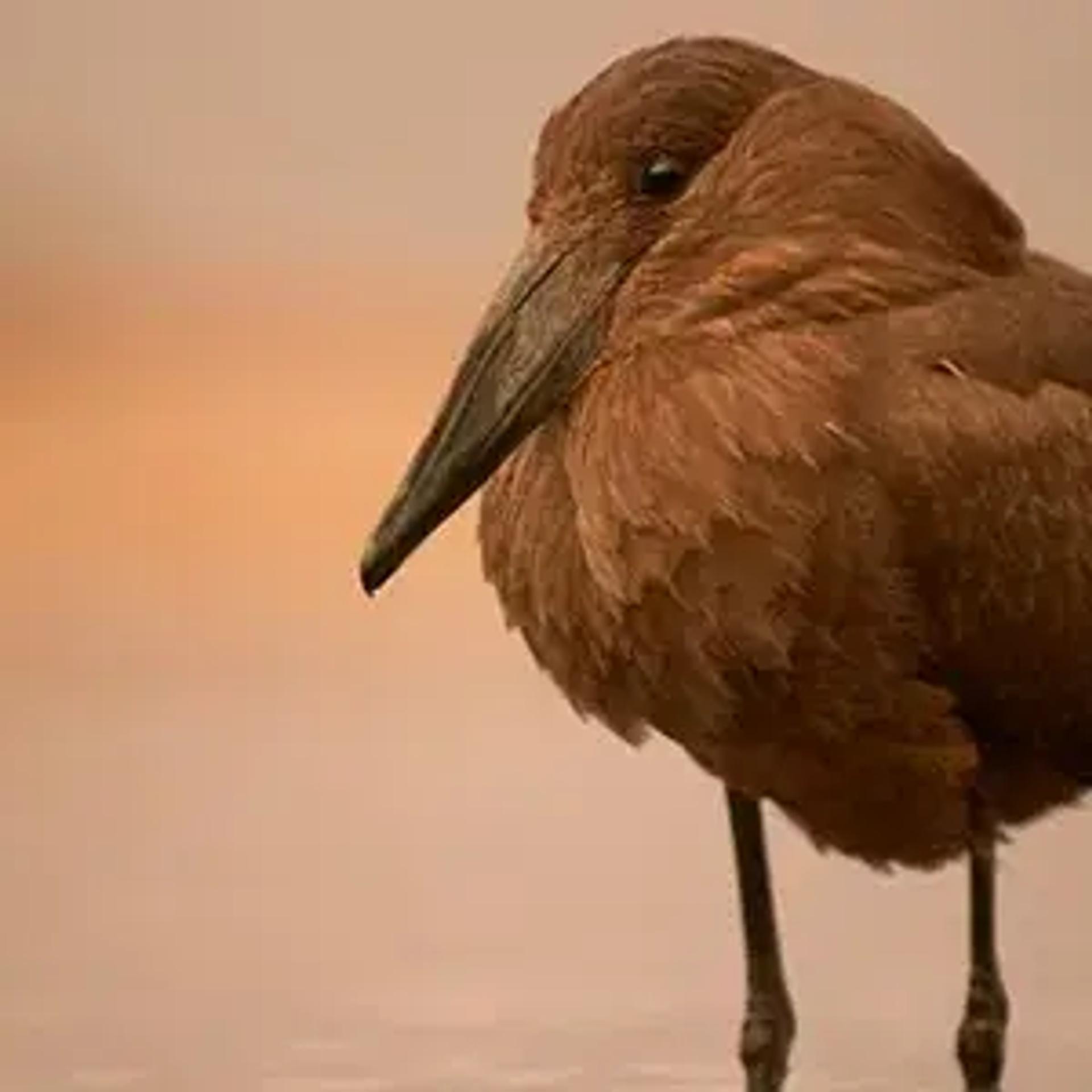 Bird