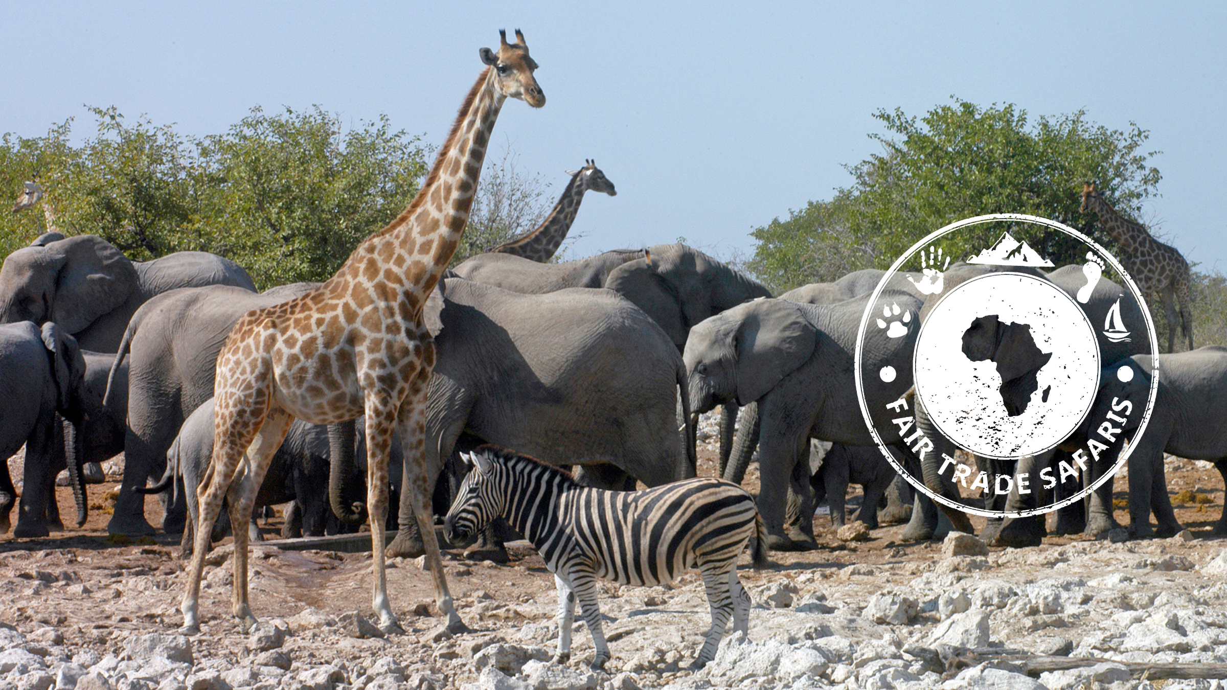 Giraffe and zebra standing among a large herd of elephants on rocky savanna terrain, with the Fair Trade Safaris logo displayed on the right.
