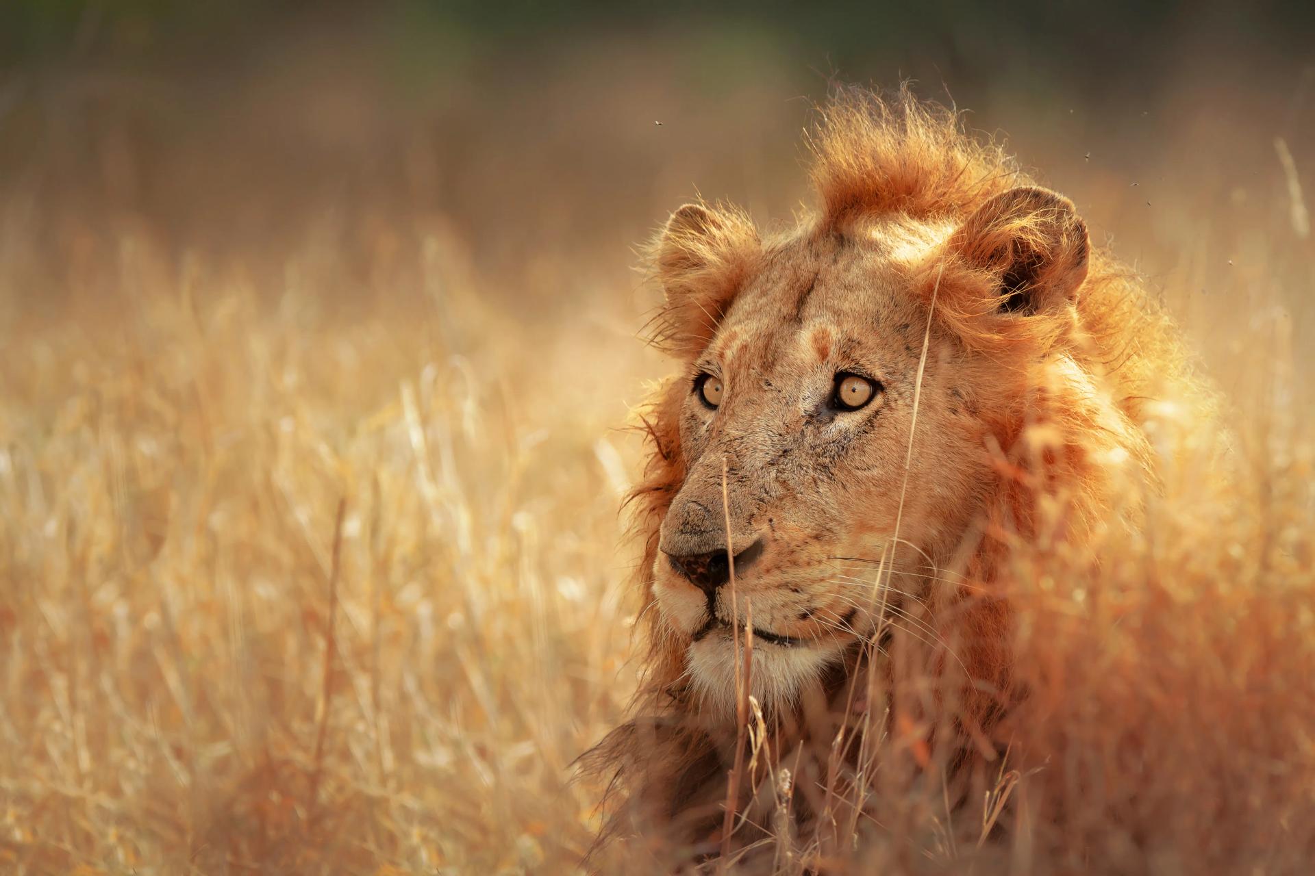 Male Lion