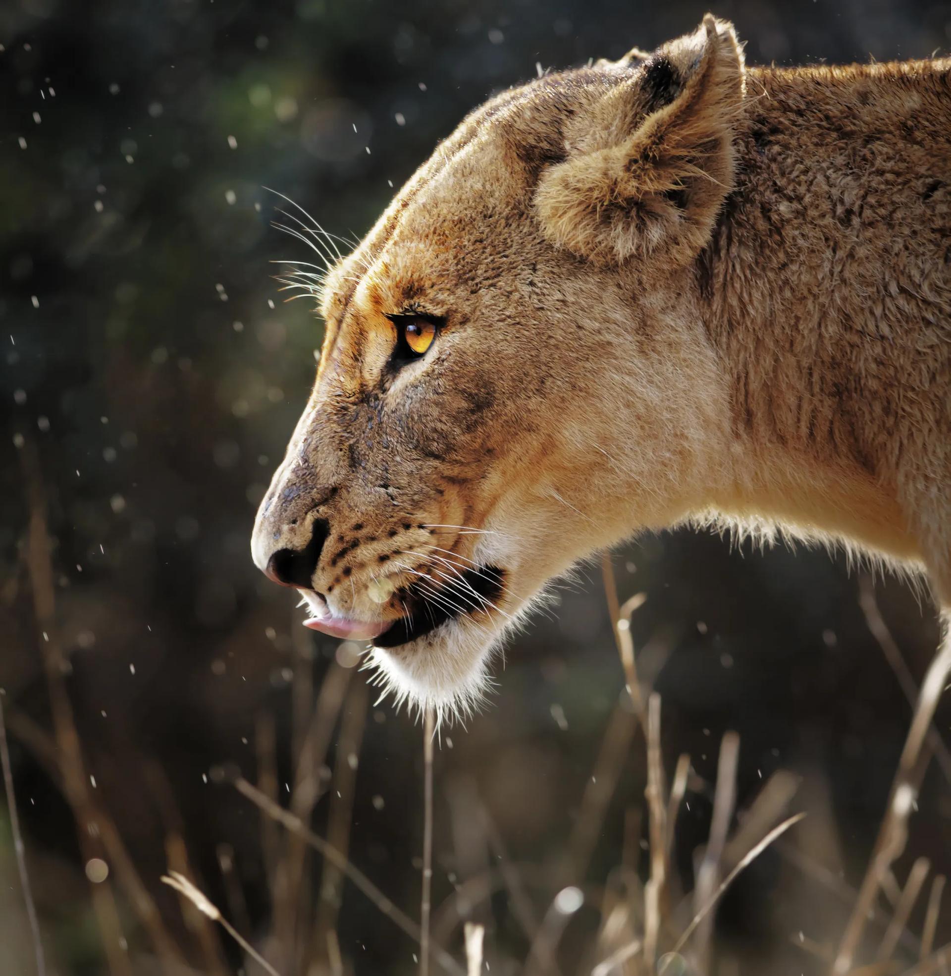 Lioness