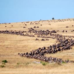 Migration captured
