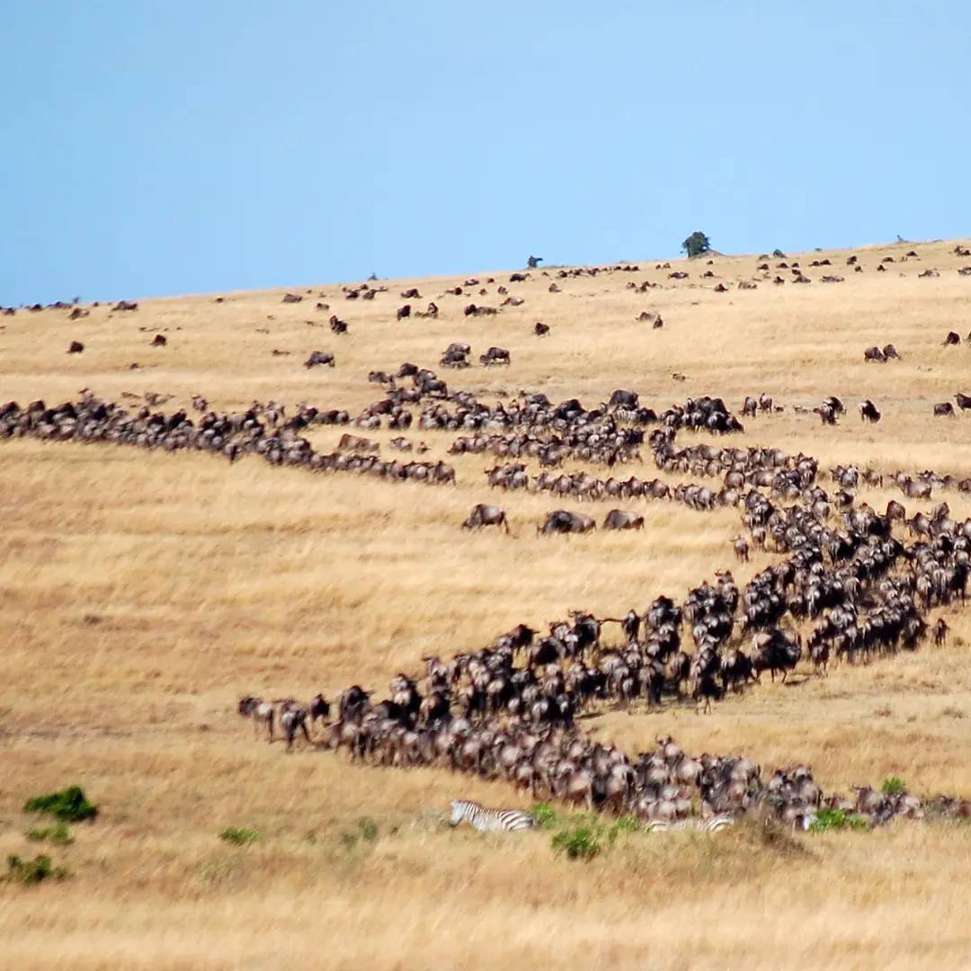 Migration captured