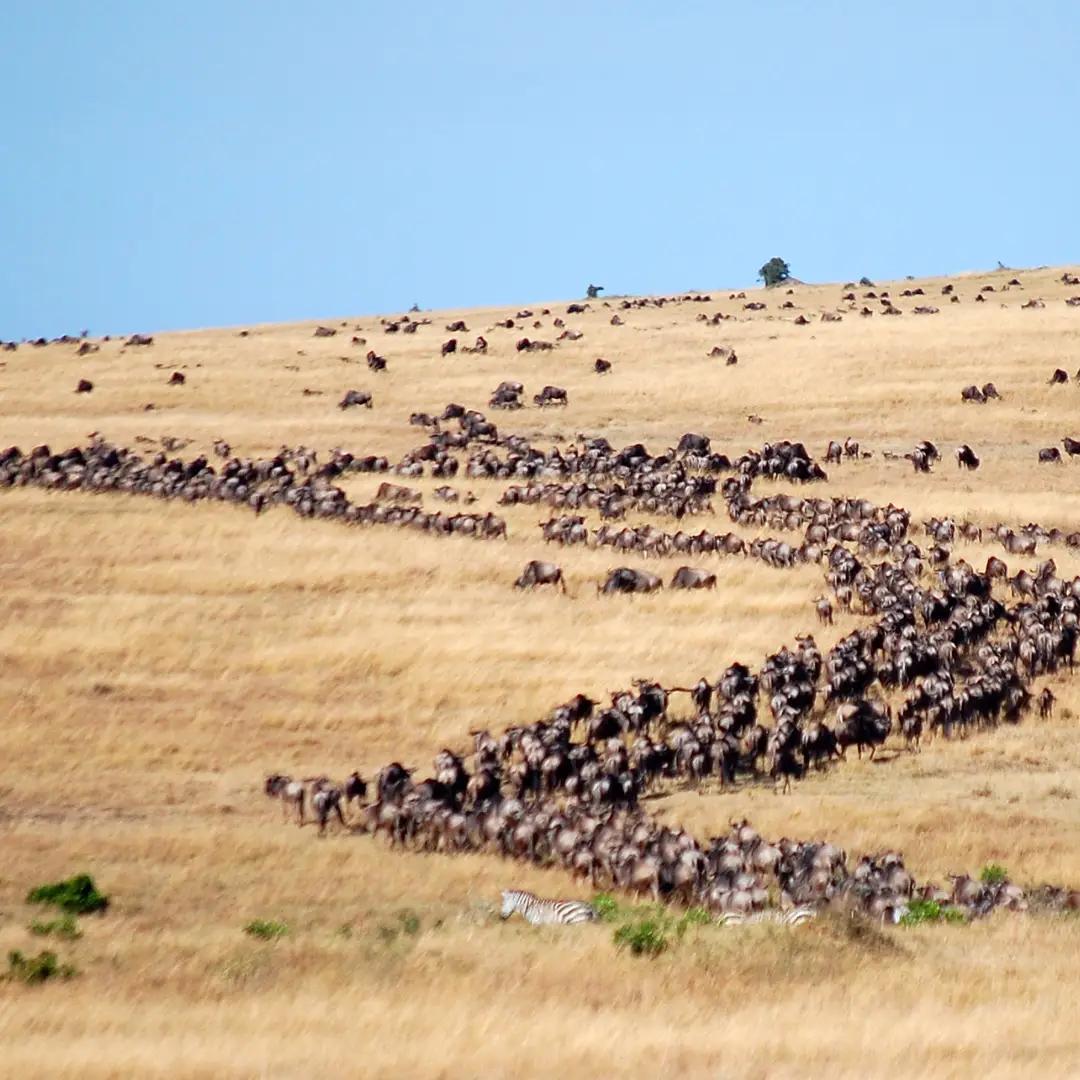 Migration captured