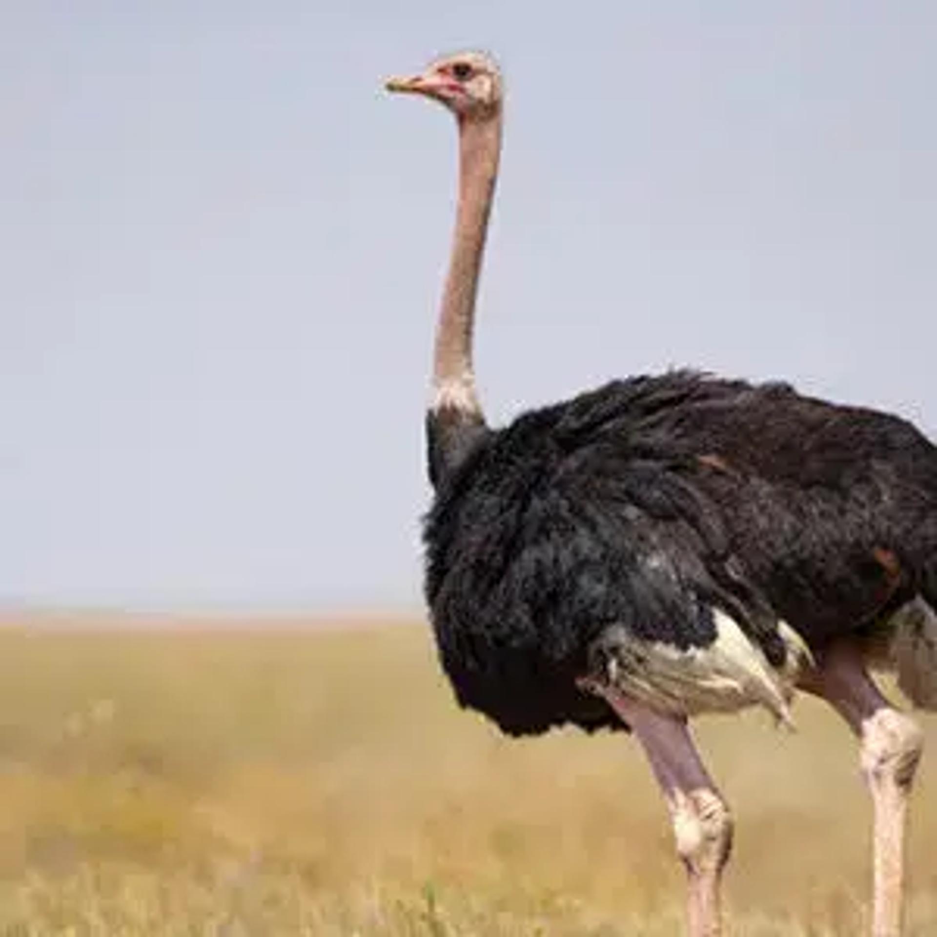 Bird