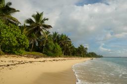 Secluded palm-lined beach with golden sand and gentle waves in Mombasa, Kenya