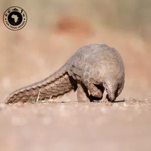 Pangolin