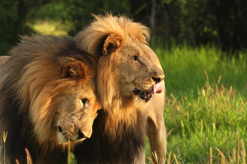 Lion Brothers copy
