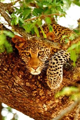 Leopard resting on a tree branch in Kenya's Meru National Park