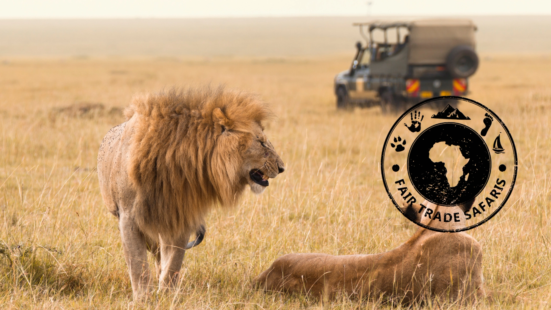 Male lion standing in tall savanna grass beside a resting lioness, with a safari vehicle in the background and the Fair Trade Safaris logo displayed on the right.