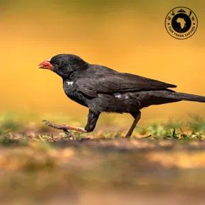 Buffalo Weaver
