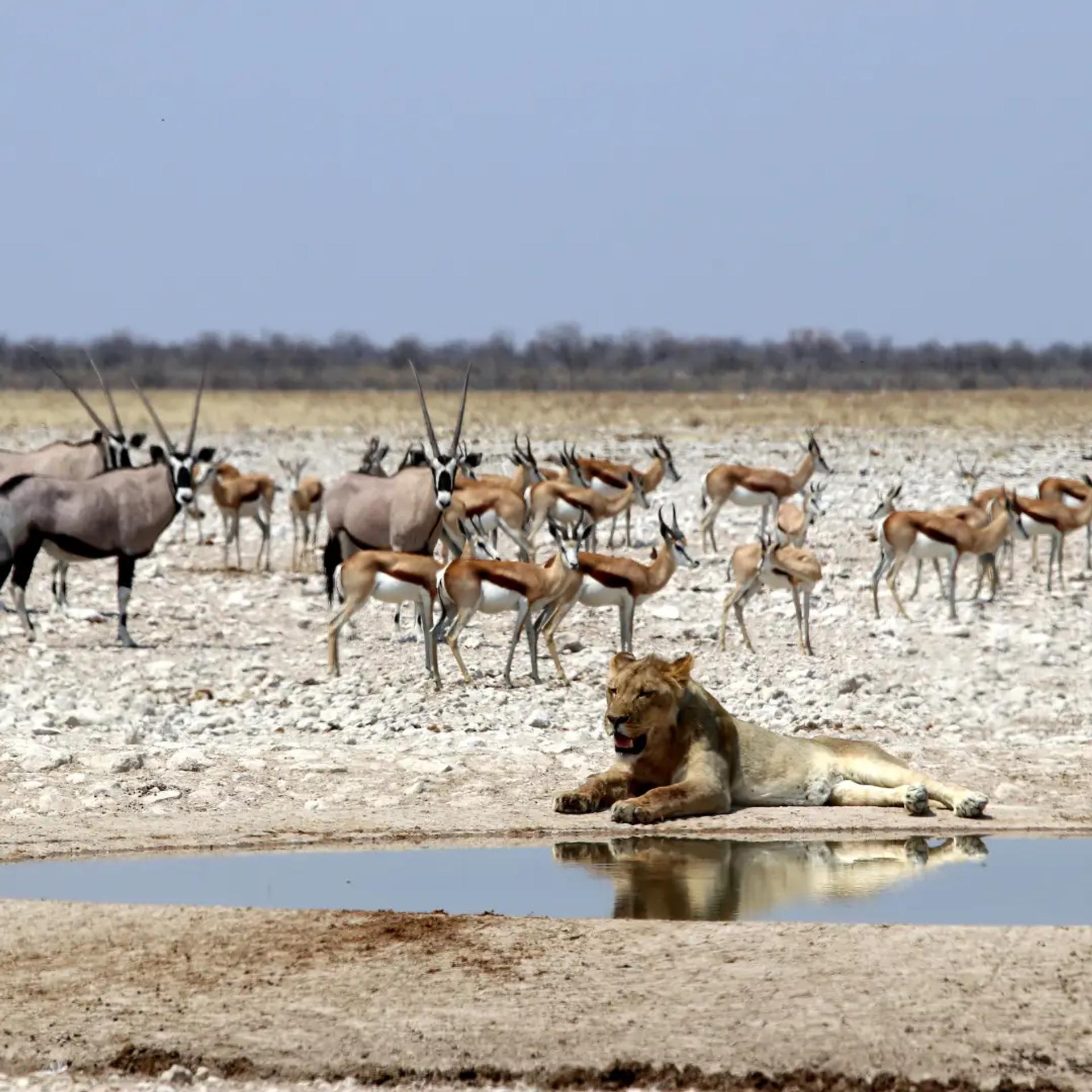 lion at waterhole