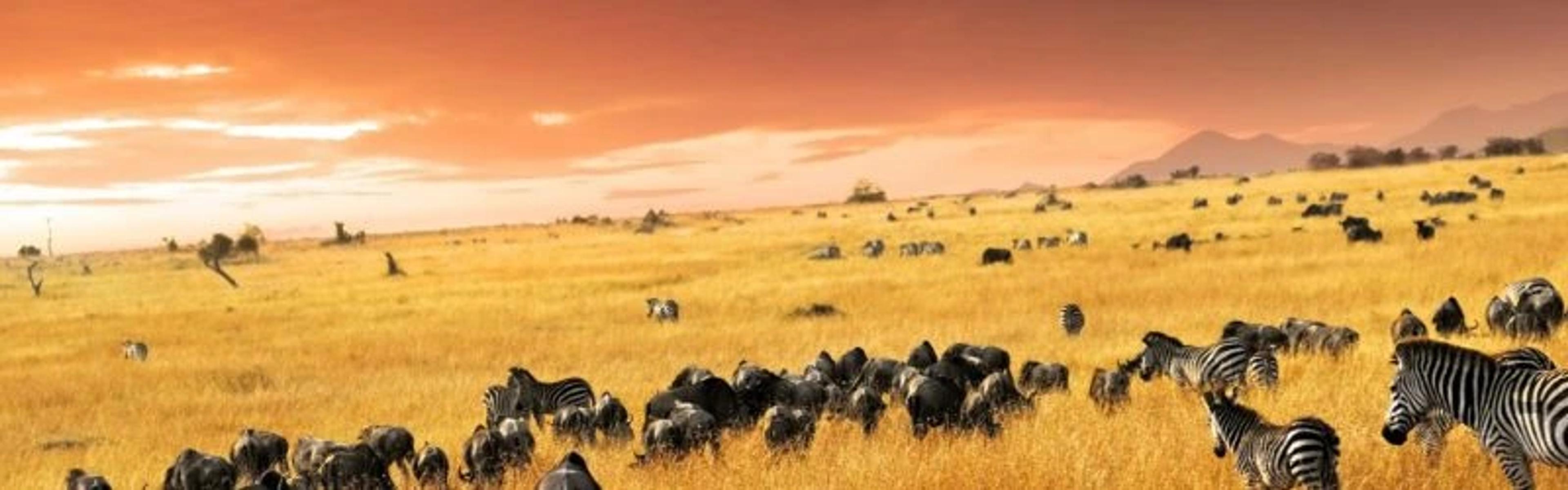 Wildebeest and Zebras
