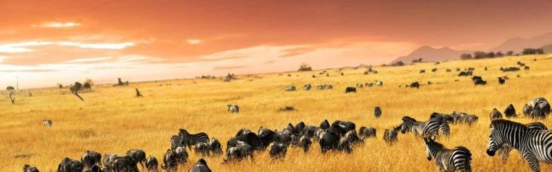 Wildebeest and Zebras