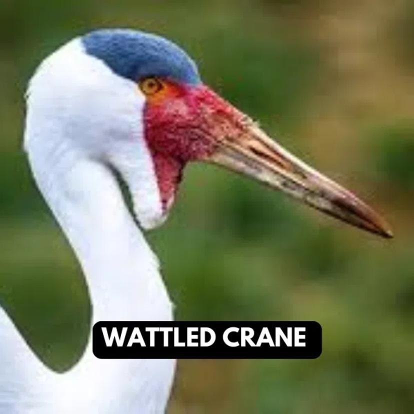 Wattled Crane