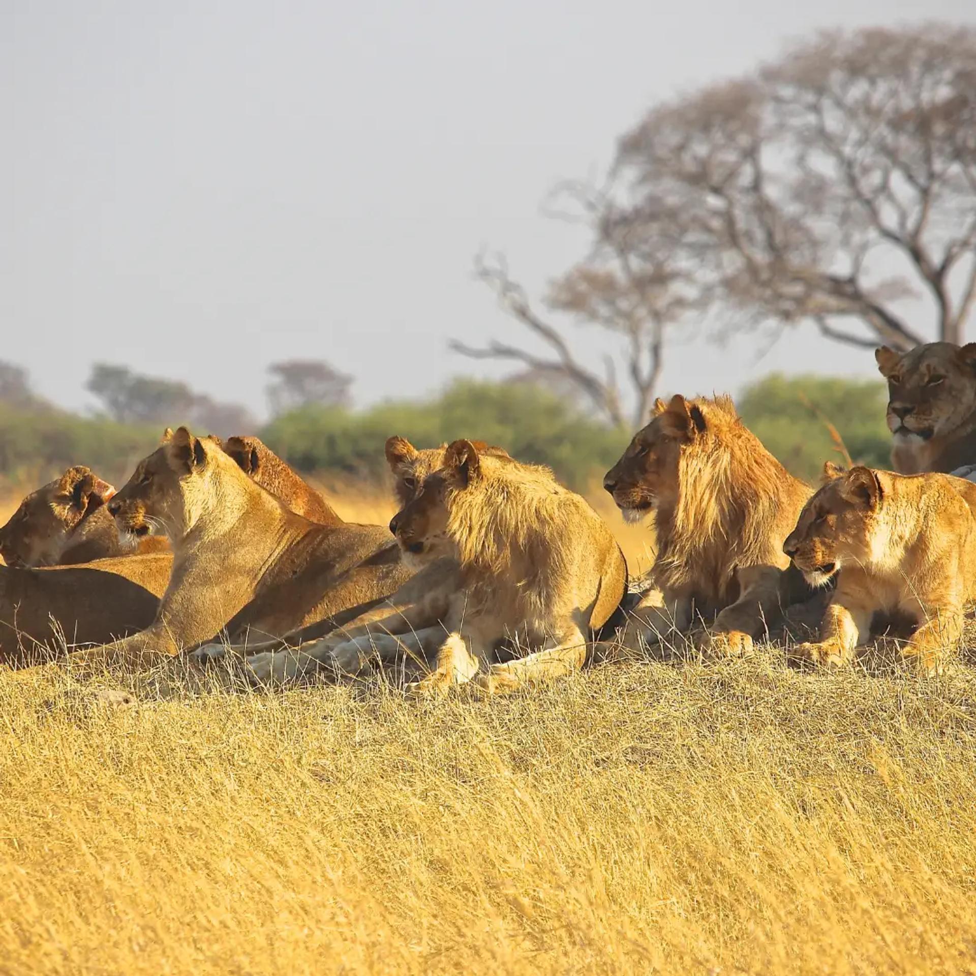 Lion Pride