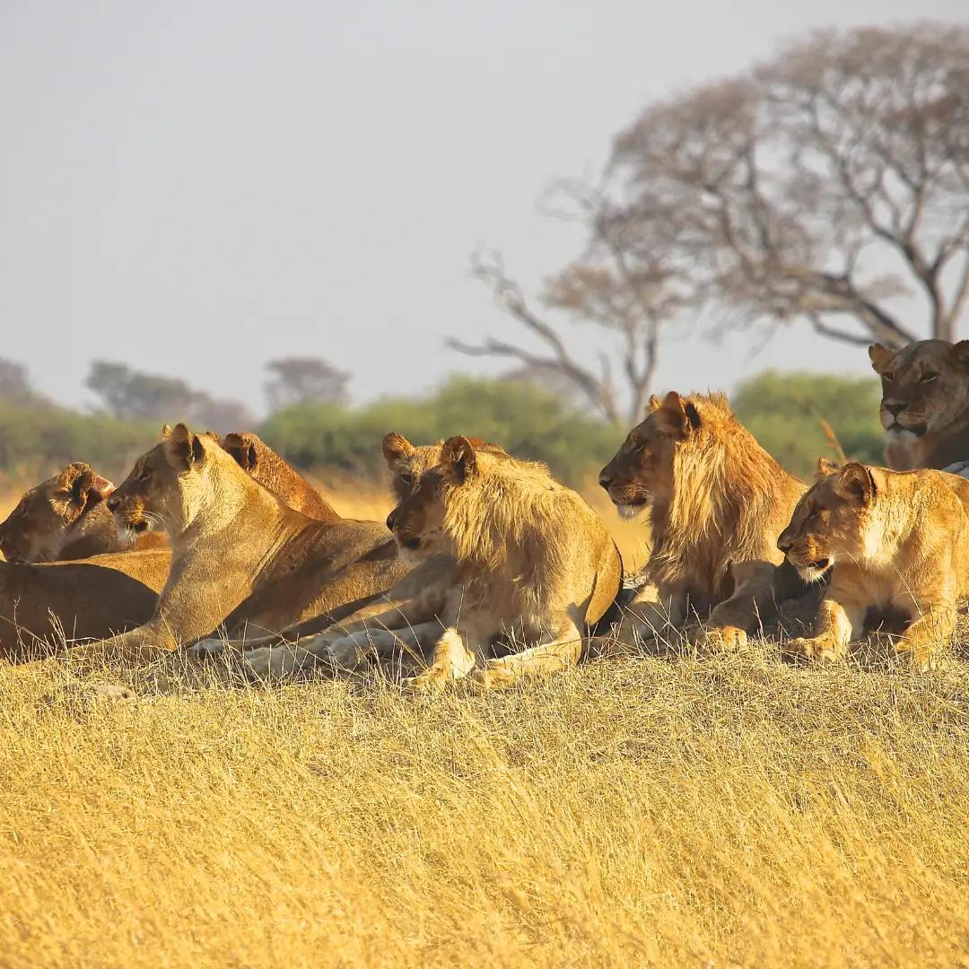 Lion Pride