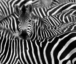 Close-up of zebras huddled together in Chobe National Park, Botswana