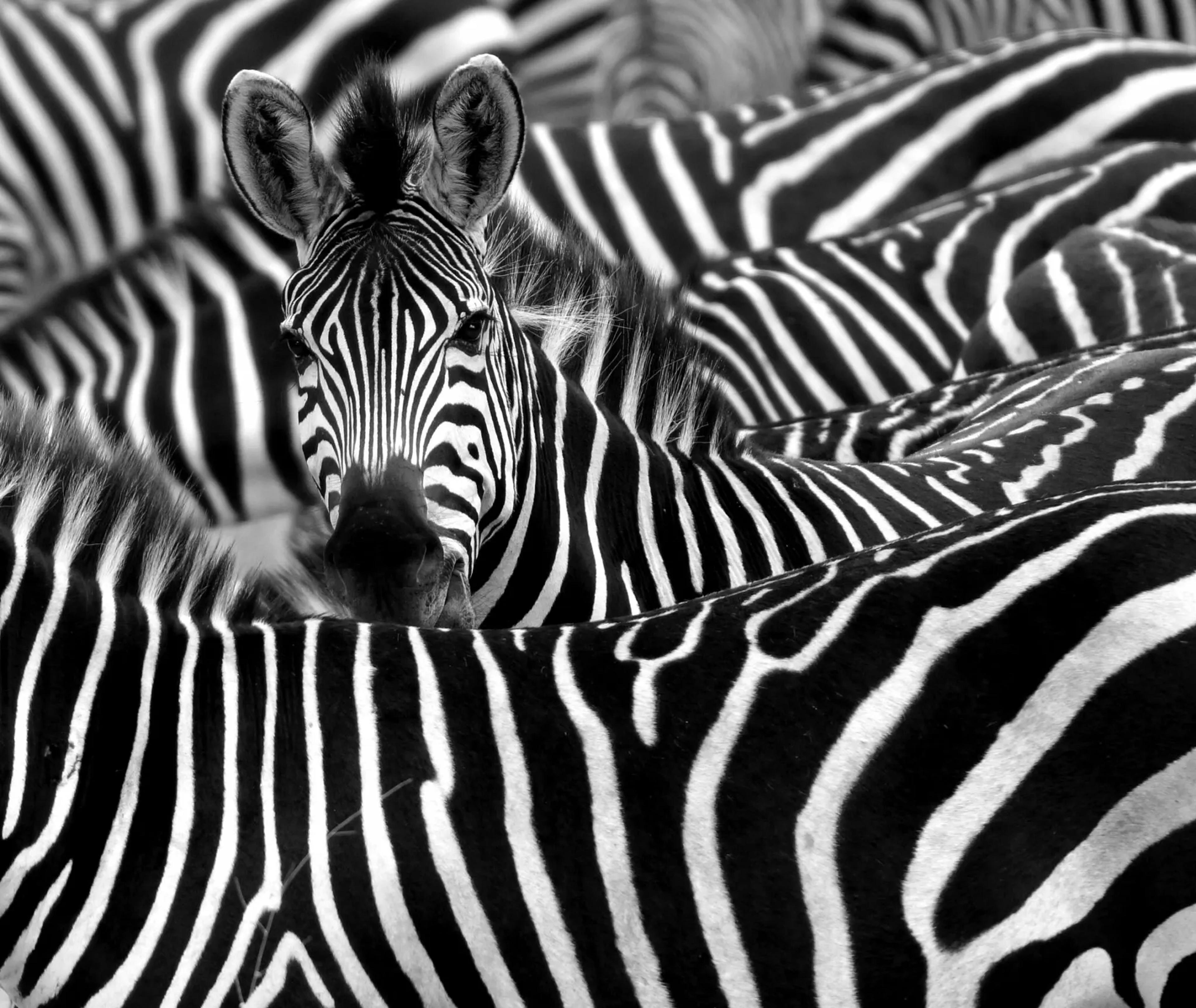 Close-up of zebras huddled together in Chobe National Park, Botswana